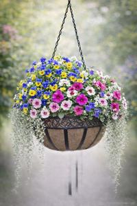 Sun Apr 19 Spring Pansy Hanger 260419151